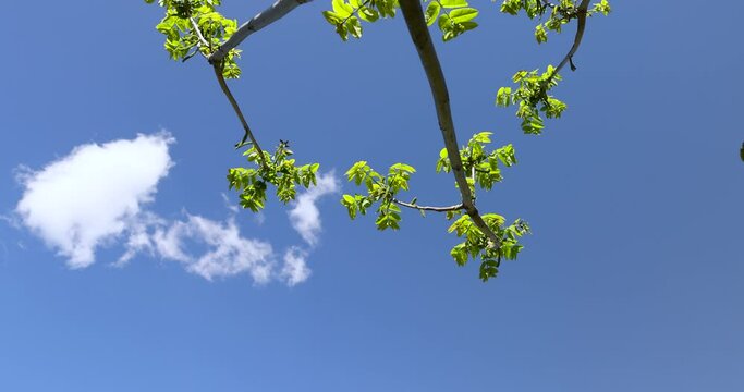 green young foliage and inflorescences on spring walnut trees , walnut trees during spring flowering and green foliage growth