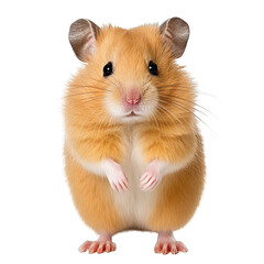 Hamster photograph isolated on white background