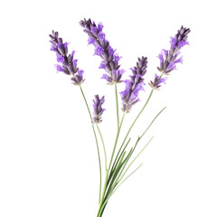Lavender, Isolated, Transparent, Background, Flower, Fragrance, Purple, Botanical, Delicate, Herb, Aromatic, Relaxing, Soft, Petals, Blossom, Decorative, Floral, Plant, Ornamental, Natural, Beautiful