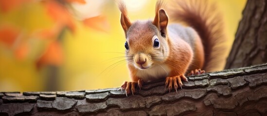 Experience meeting an enchanting squirrel friend in this captivating photo displaying its playful and curious demeanor atop a tree branch. - obrazy, fototapety, plakaty