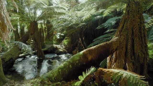 Aerial: Native fern forest and river in the Whakarewarewa Forest, Rotorua, New Zealand