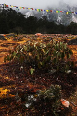 Obraz premium beautiful wild alpine forest near yumthang valley in autumn season, surrounded by by himalaya its valley is located in north sikkim in india