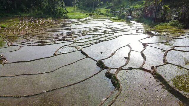 paddy field cultivation. In Nuwara Eliya