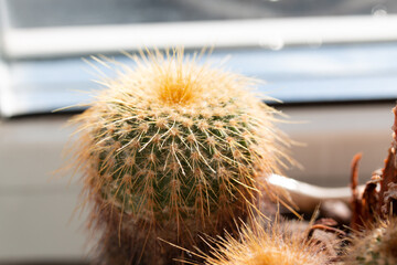 Picture of eriocactus plant growing in the pot at home. Houseplant on the windowsill. Bright sunlight