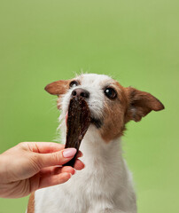 An eager Jack Russell Terrier dog snatches a jerky treat, eyes fixed with delight. A human hand...