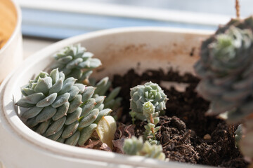Picture of echeveria plant growing in the pot at home. Succulent plant on the windowsill. Bright sunlight