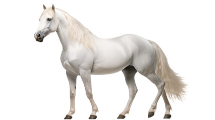 Obraz na płótnie Canvas A white horse , isolated on transparent or white background, png