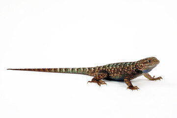 Fototapeta premium Westlicher Stachelleguan // Western fence lizard (Sceloporus occidentalis) 