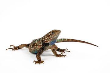 Naklejka premium Westlicher Stachelleguan // Western fence lizard (Sceloporus occidentalis) - USA