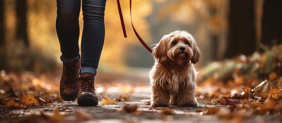 Dog requires leash training as it refuses to walk calmly and pulls the owner back. - obrazy, fototapety, plakaty