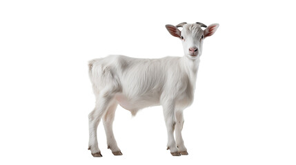 A white goat standing, isolated on transparent or white background, png