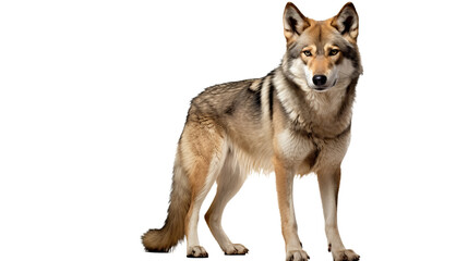 A wolf , isolated on transparent or white background, png