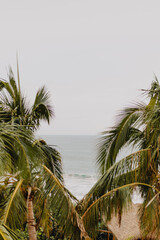 Palm trees and sea