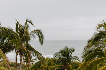 Palm trees and sea