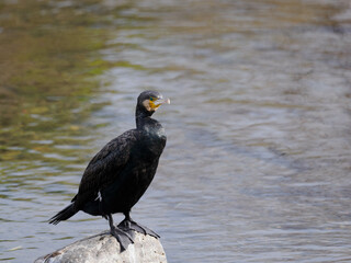 川の石の上のカワウ