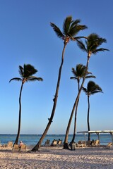palm trees on the beach