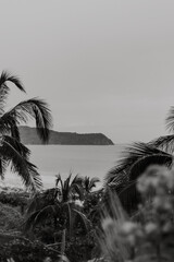 black and white palm tree on the beach