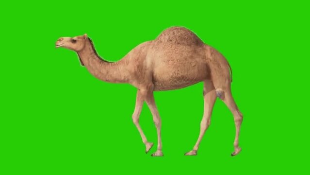 one-humped camel walking 4K videos