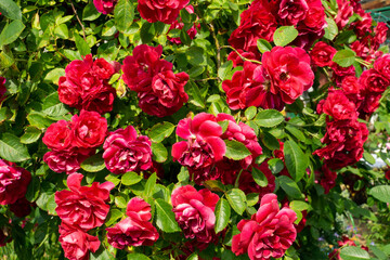 Climbing red rose in garden