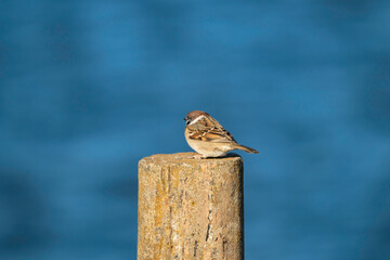公園に生息するかわいいスズメ