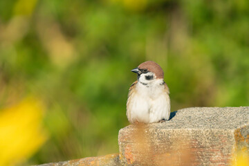 公園に生息するかわいいスズメ