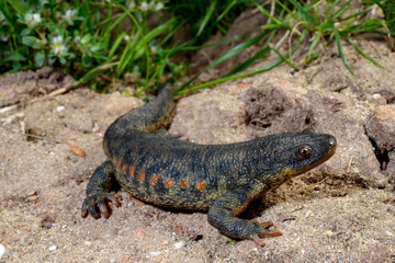 Iberian ribbed newt // Spanischer Rippenmolch (Pleurodeles waltl) - Portugal