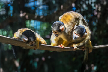 Bolivian Squirrel Monkeys
