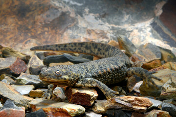 Spanischer Rippenmolch // Iberian ribbed newt (Pleurodeles waltl) - Portugal