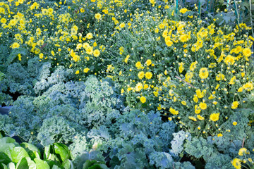 Display of local produce at outdoor farmers market