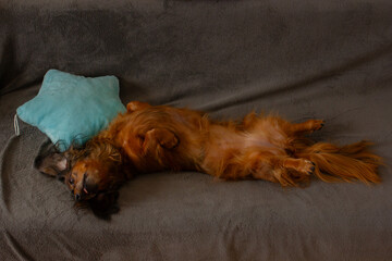 Adorable red dachshund sleeping on gray couch and pillow at home, domestic animal rest, longhaired...