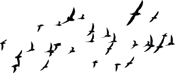 png herd of birds fly on clear backgroung