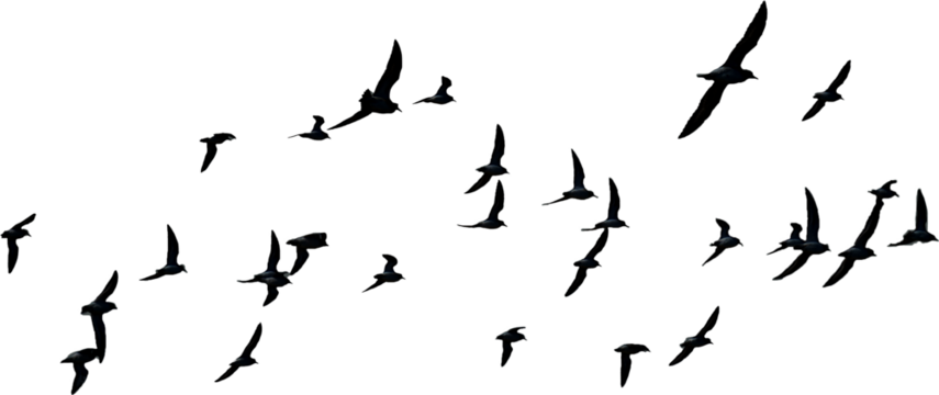 png herd of birds fly on clear backgroung
