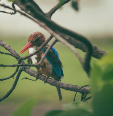 White-throated Kingfisher also known as White-breasted Kingfisher sitting on a tree branch on a rainy day being slightly soaked in rainwater