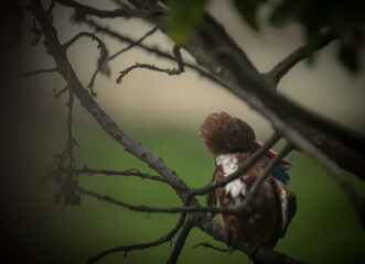 White-throated Kingfisher also known as White-breasted Kingfisher sitting on a tree branch on a rainy day being slightly soaked in rainwater
