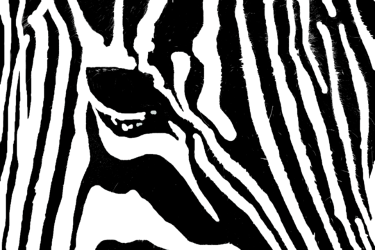 png zebra nature wild