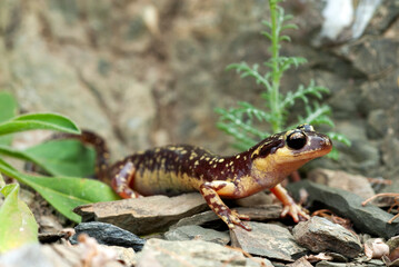 Karpathos-Salamander - Weibchen // female of the Karpathos salamander (Lyciasalamandra helverseni) - Insel Karpathos, Griechenland