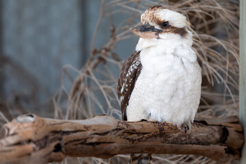 An Australian Kookaburra.