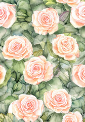 Rose Water color illustration