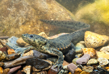 Spanischer Rippenmolch // Iberian ribbed newt (Pleurodeles waltl) - Spanien