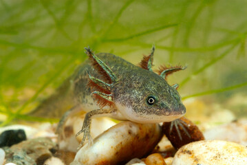 Larve des Spanischen Rippenmolchs // Larva of the Iberian ribbed newt (Pleurodeles waltl) - Spanien