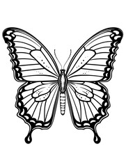 smooth butterfly outline vector art