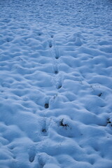 Spuren in Eis und Schnee