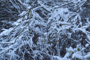 Erster Schnee auf einem kahlen Busch