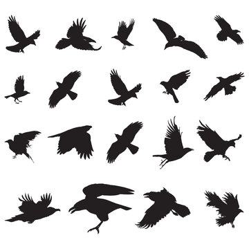 Raven and flying crow silhouette set design, Victor art illustration. 
