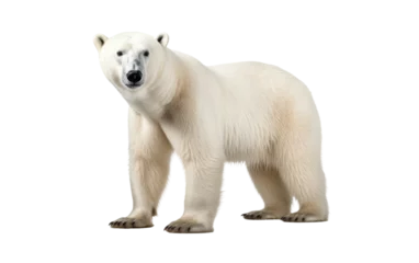Foto op Canvas Polar Bear On Transparent Background ©  Creative_studio