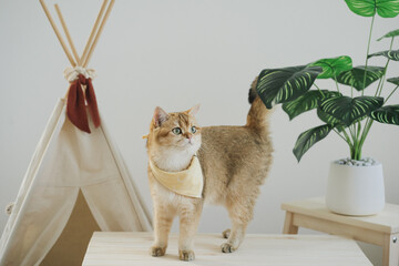 happy with cat concept with british cat play on camping table with camp and tropical tree and white...