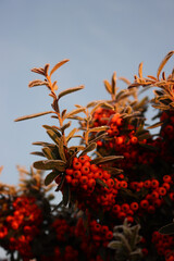 Pyracantha or Firethorn hedge covered with frost on winter season against blue sky. Firethorn with red berries and frost in the garden at sunset
