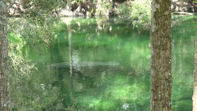 Manatee float down a stream at Blue Springs Florida