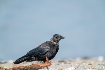 Solitary Crow Perched on Rocky Ground Against Sky