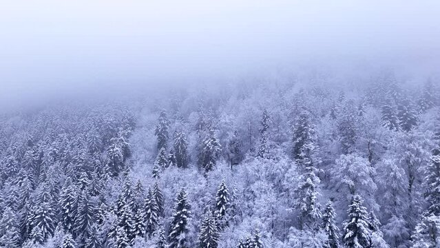 Aerial slow fly over a moody winter forest covered in snow entering thick cloud 4K